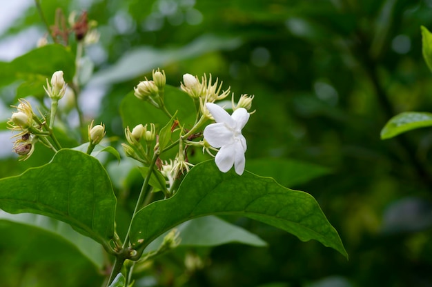 Jasmine flower jasminum sambac arabian jasmine or sambac
jasmine