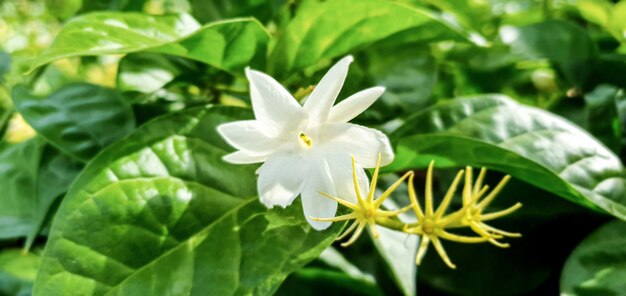 Jasmine flower natural