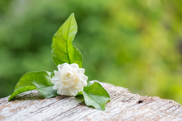 Premium Photo | Jasmine flower on nature background.