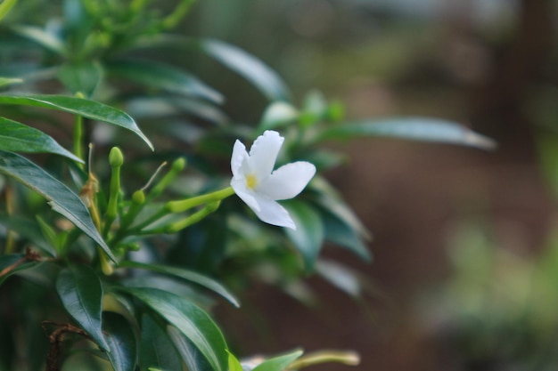 自然の背景にジャスミンの花の植物。