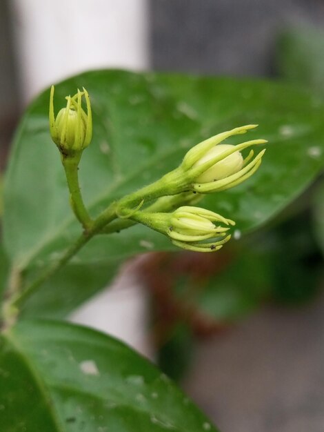 Jasmine flower shoots can be used for decoration or flower arrangements