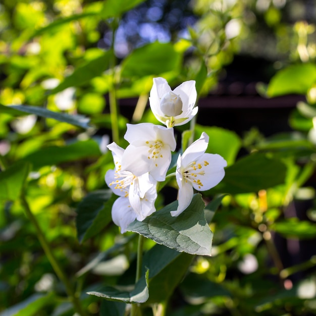 Jasmine flower in the summer in the garden