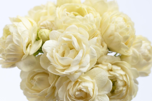 Jasmine flower on white background