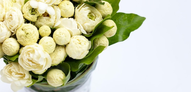 Jasmine flower on white background