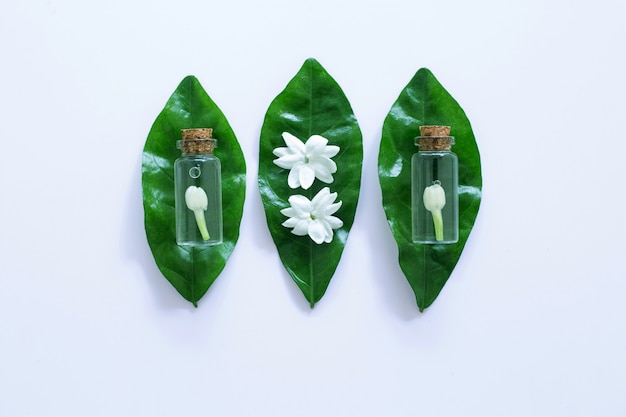 Jasmine  flower on white background.