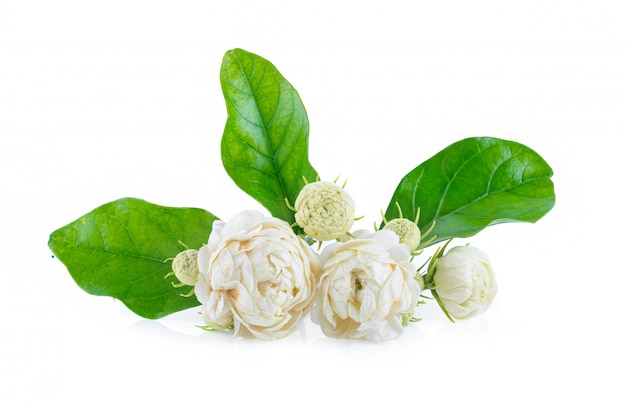 Jasmine flower on white table. 