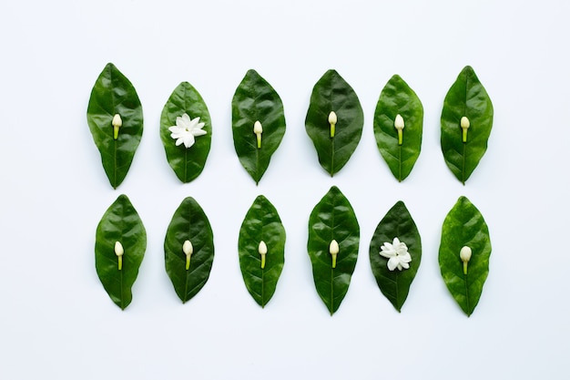 Jasmine  flower with leaves on white background.