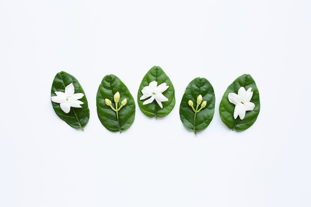 Jasmine flower with leaves on white