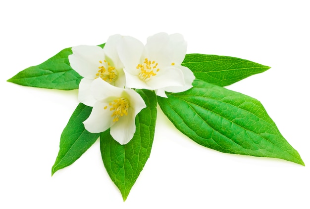 Jasmine flower with leaves