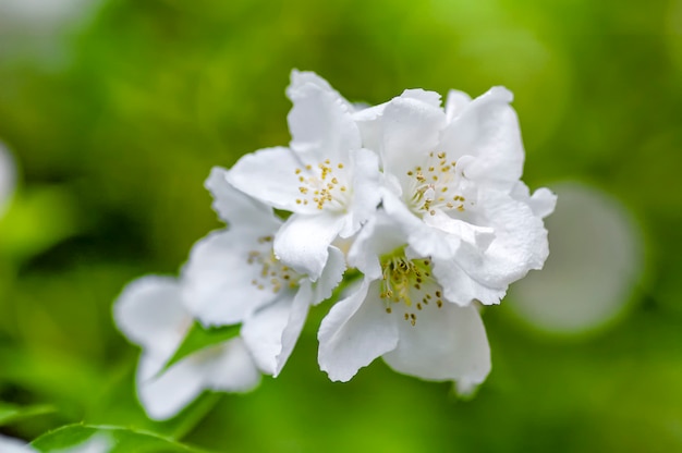 Jasmine flower