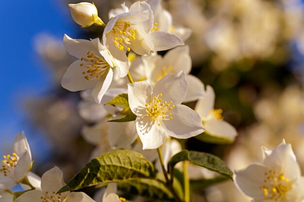 Jasmine flower