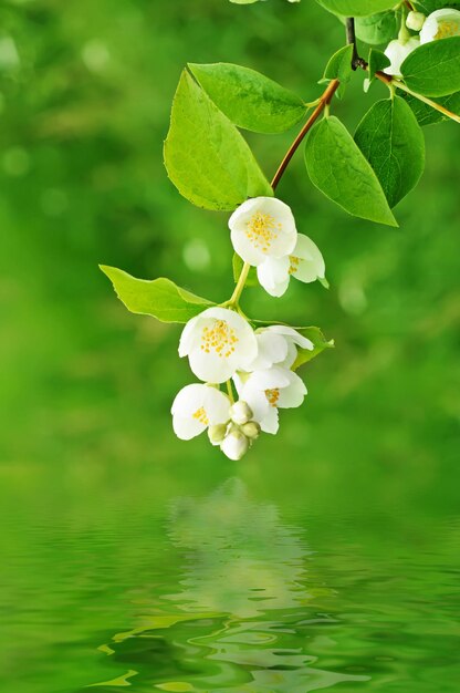 Jasmine flower