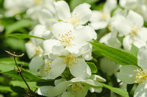 Jasmine flower