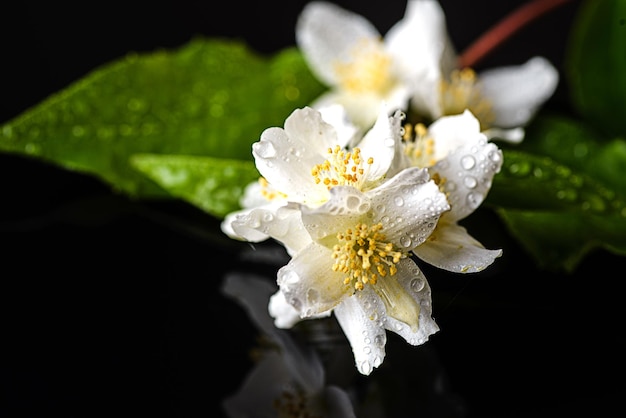 黒の背景にジャスミンの花