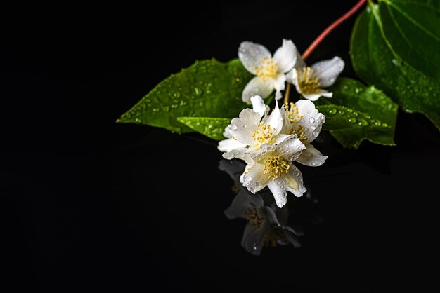 黒の背景にジャスミンの花