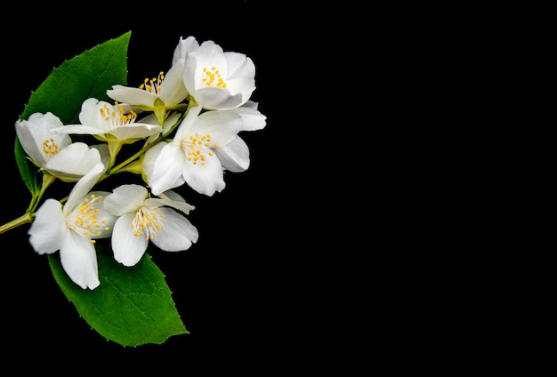 Jasmine flowers on a black