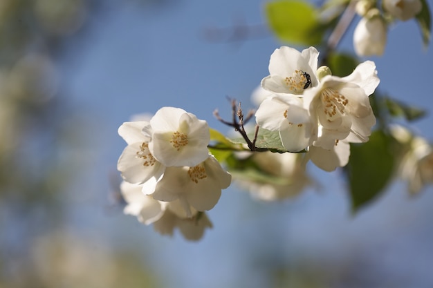 暖かい夏の光に咲くジャスミンの花