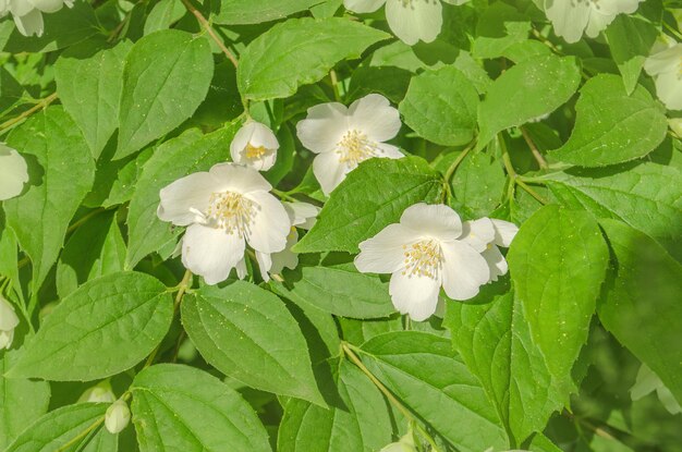 Jasmine flowers blossoming on bush jasmine flower in a
garden