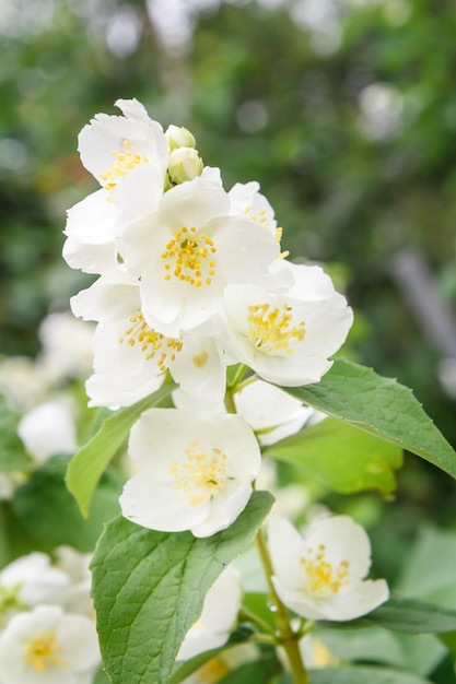 Jasmine flowers blossoming in garden in sunny day