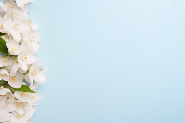 Jasmine flowers on a blue background with a copy space. Concept summer, aroma, wedding