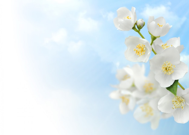 Jasmine flowers over blue sky background