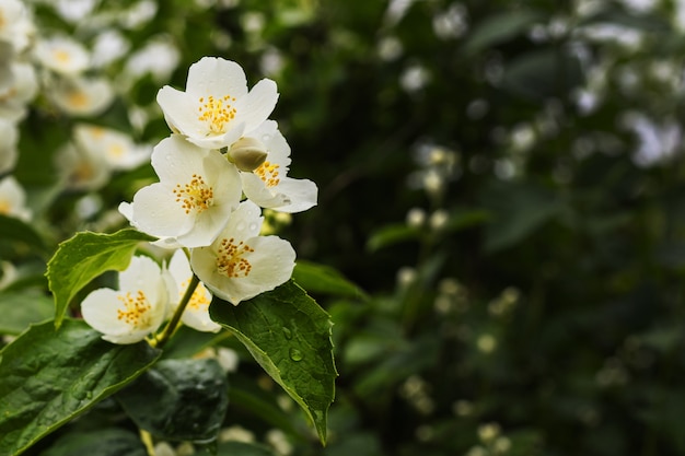 Ramo di fiori di gelsomino su sfondo verde con spazio di copia.