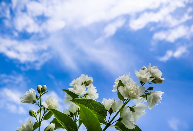 Jasmine flowers in the garden closeup of branches with white flowers against blue sky