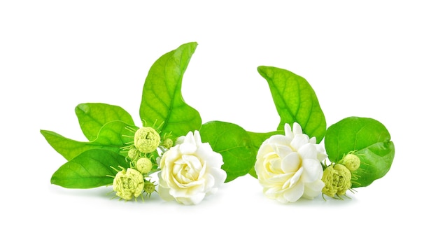 Jasmine flowers isolated on white background