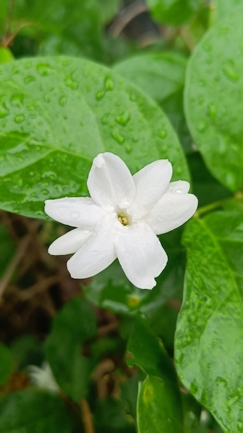 Photo jasmine flowers that bloom tropical environment