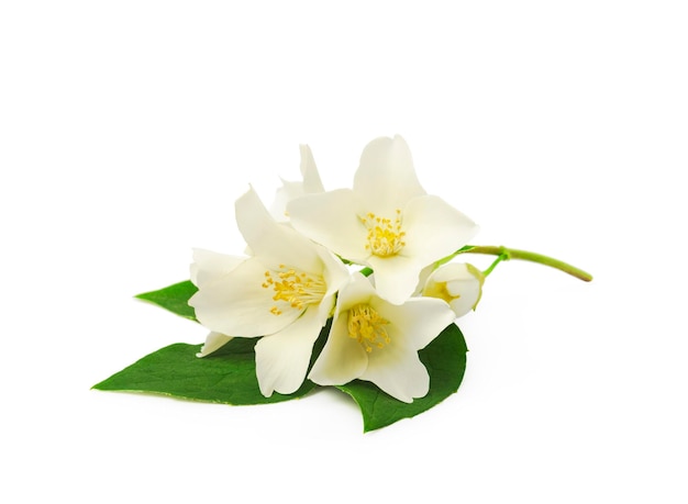 Jasmine flowers with leaves isolated on white background