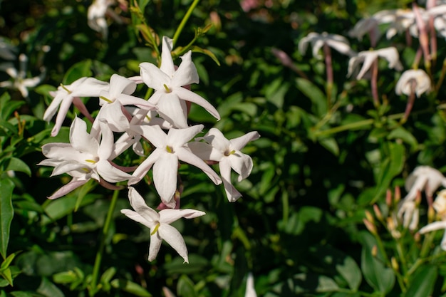 Jasmine flowers