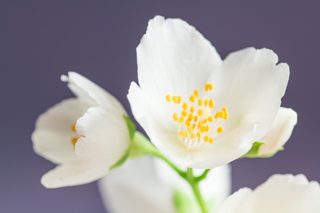 Photo jasmine flowers