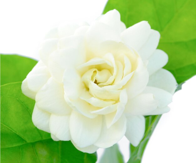 jasmine isolated on white background