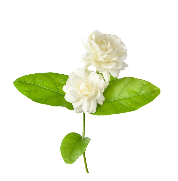 Jasmine isolated on white background