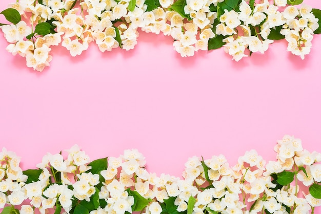 Photo jasmine, philadelphus or mock-orange flowers border on pink background