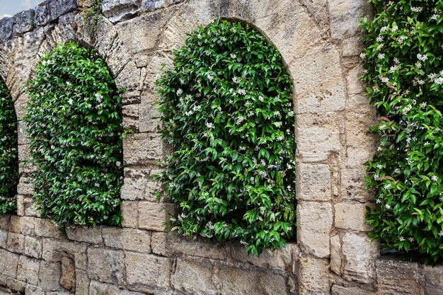 Jasmine plants growing between the windows of an old cloister