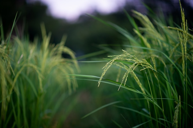 Jasmine rice ears are emerging green and beautiful. Pictures for your business