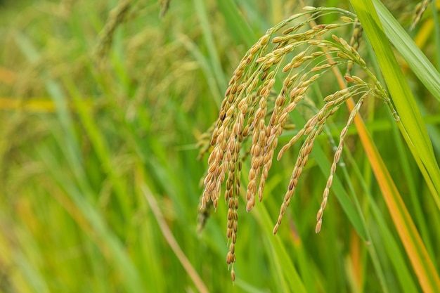 Photo jasmine rice field close up yellow rice seed ripe and green leaves