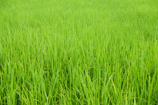 Photo jasmine rice field at sunrise