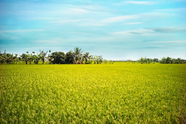 Jasmine rice field in thailand