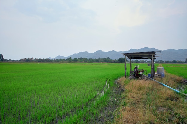 Жасминовые рисовые поля, сухой сезон в Таиланде