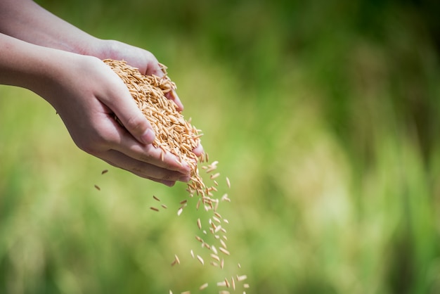 Jasmine rice from the field on farmer hands 