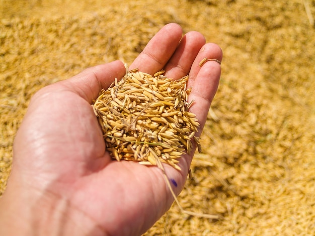 jasmine rice seed in farmer hand