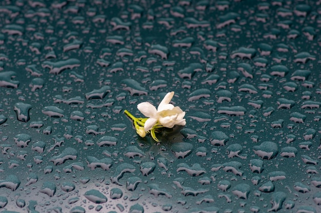 Foto tè al gelsomino fiore gelsomino arabo jasminum sambac su superficie bagnata a fuoco poco profondo