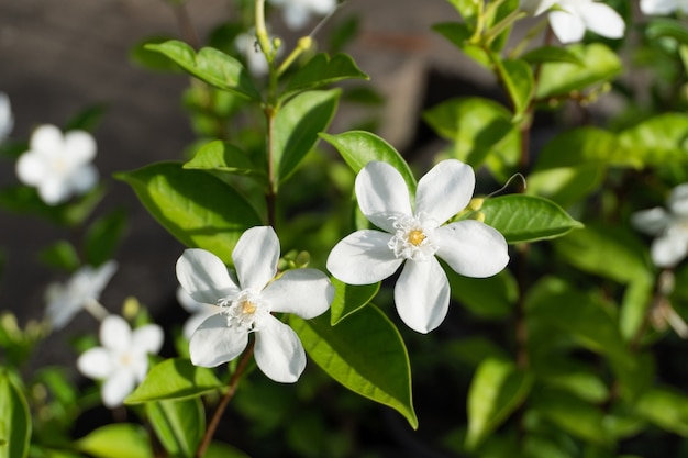 Jasmine varieties in the garden