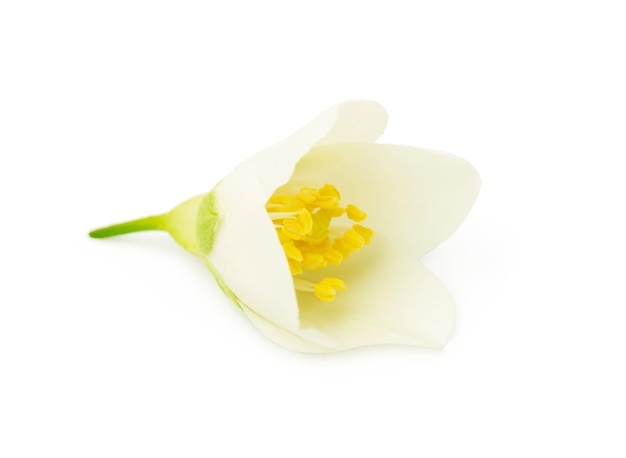 白い背景で隔離ジャスミン白い花