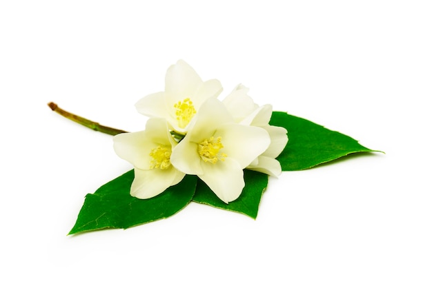 jasmine white flower isolated on white background