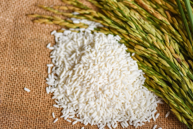 Jasmine white rice on sack and harvested yellow rip rice paddy, harvest rice and food grains cooking concept