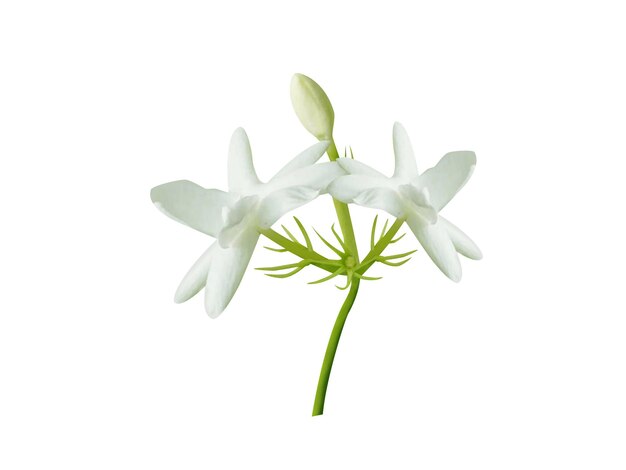 Jasminum auriculatum of yuthika bevat essentiële olie in de bloemen