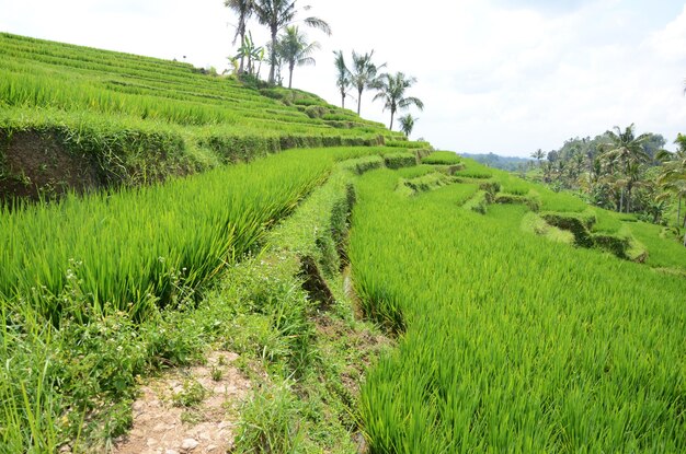 Jatiluwih paddy field rice terraces in Bali